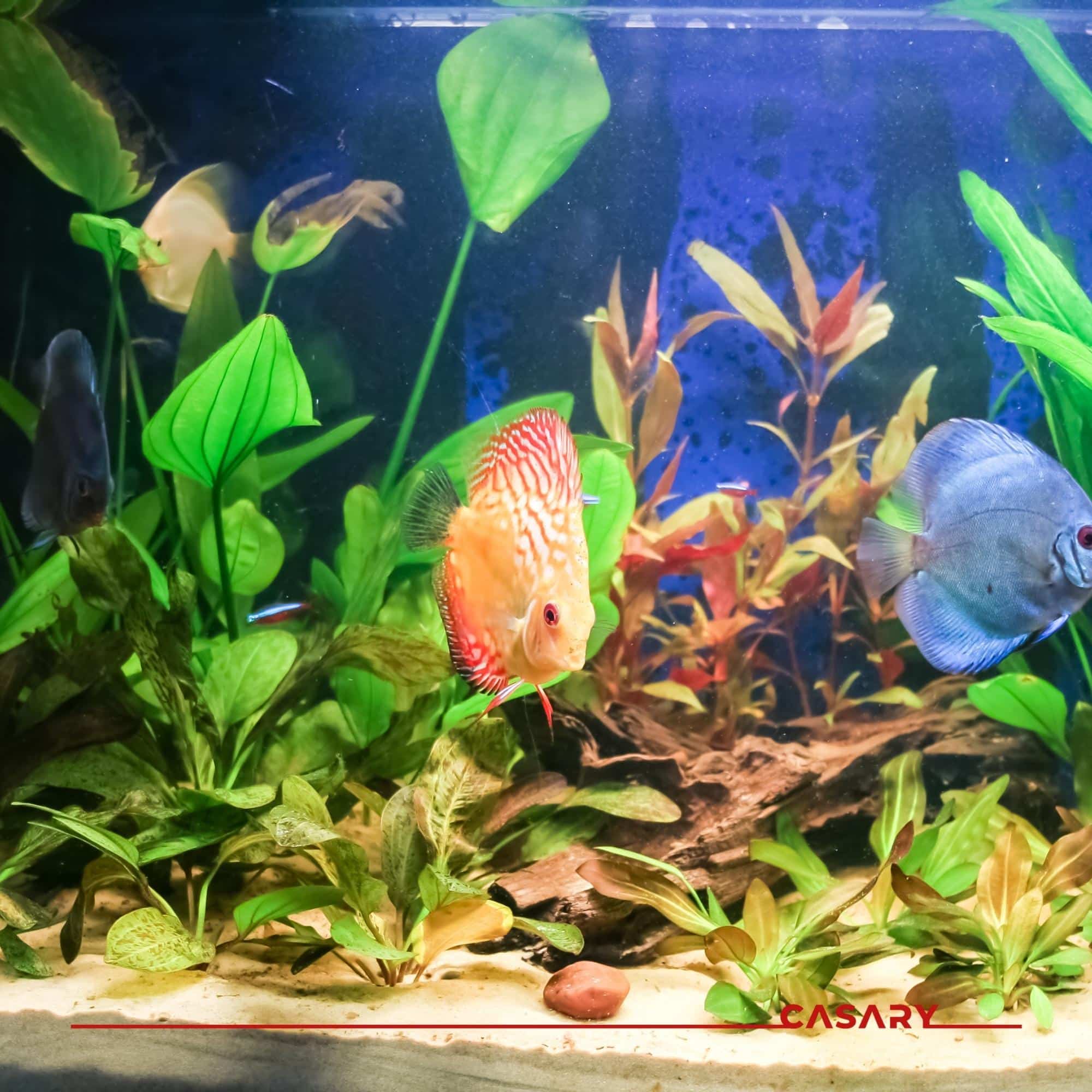 be ca cho nguoi menh moc