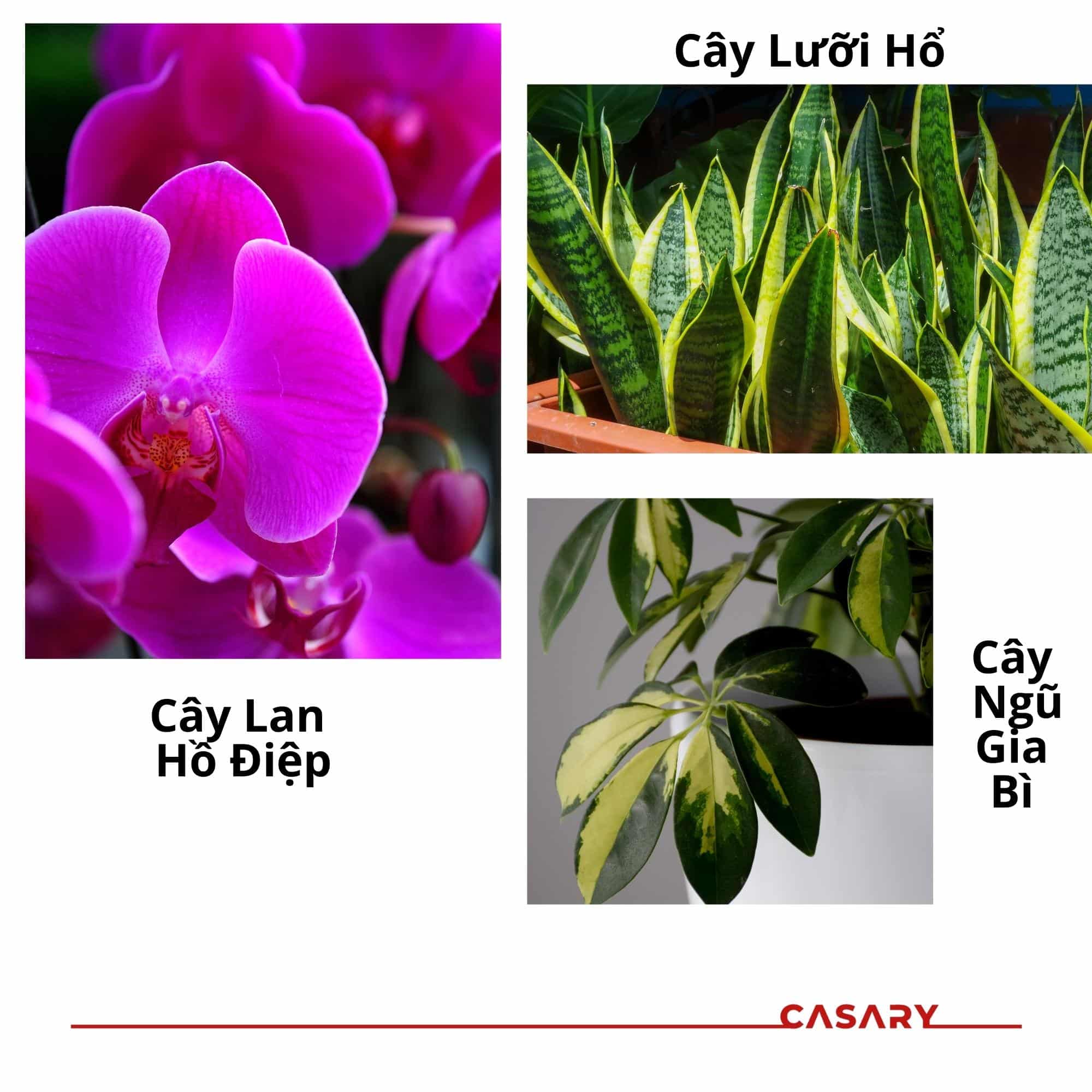 Lưu ý thiết kế nhà ở cho mệnh Thổ 5 cay canh hop menh tho