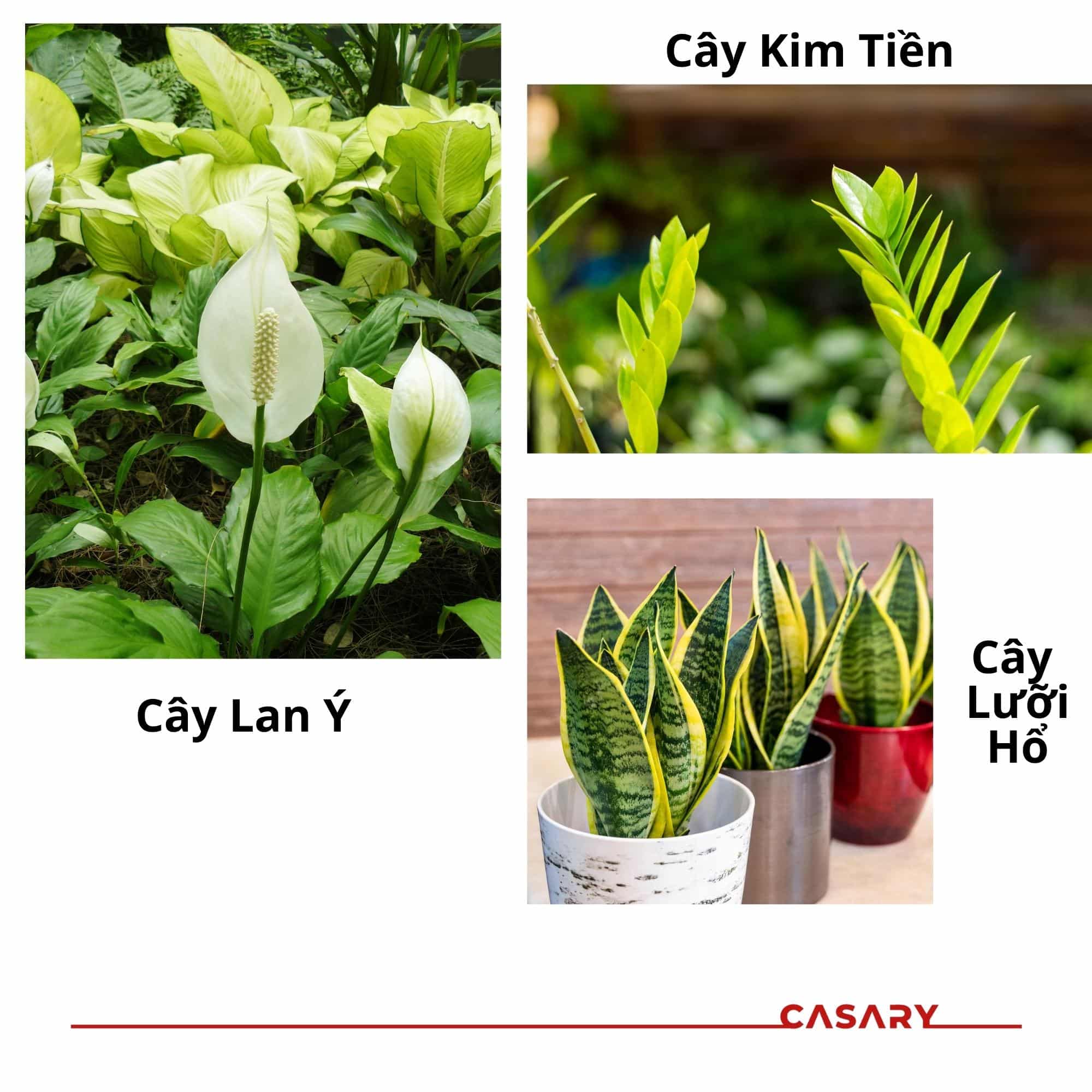 cay canh hop menh thuy