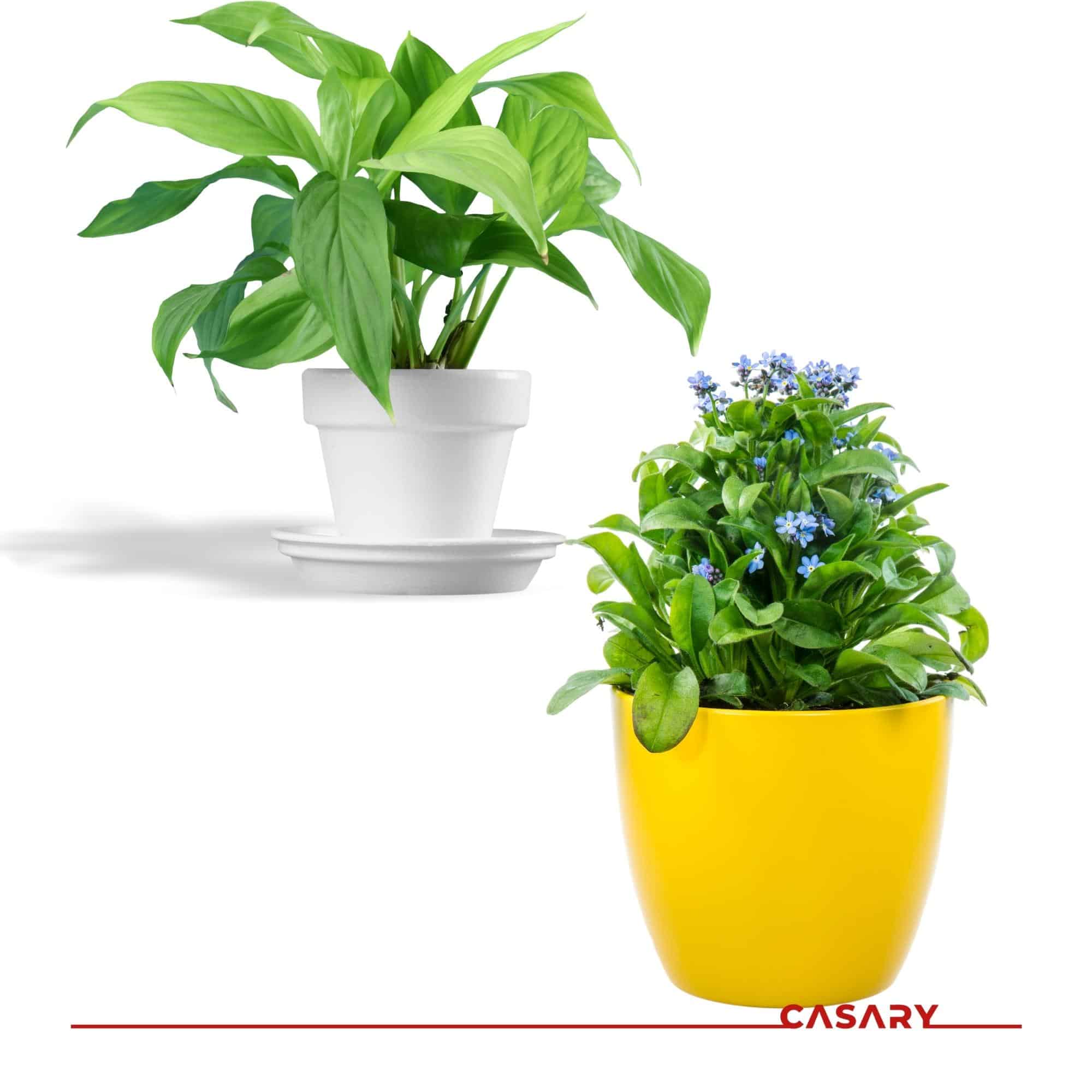 cay hop phong thuy menh hoa 1