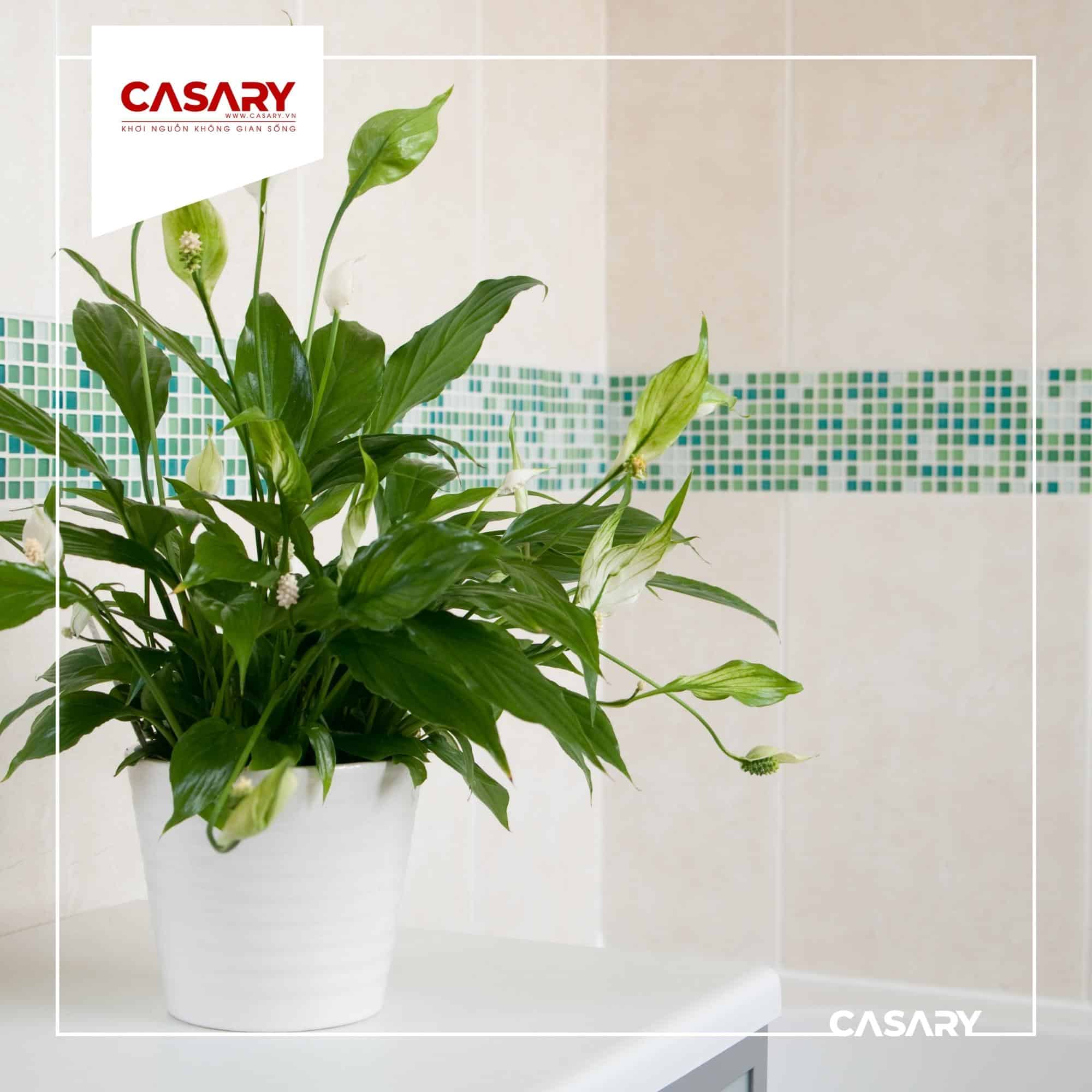 Phong thủy bàn làm việc hợp người mệnh Thủy 3 cay lan y