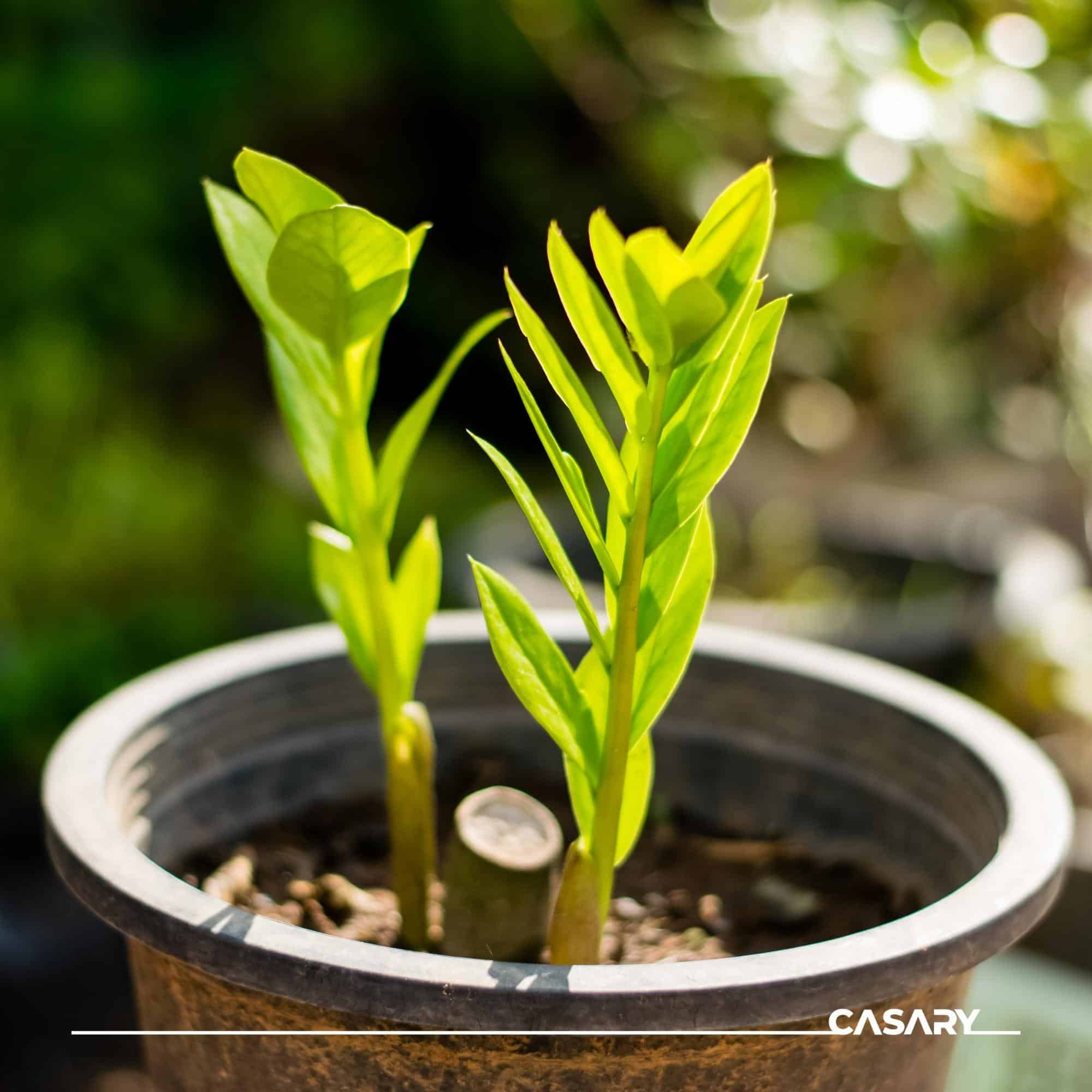 cay phong thuy hop menh hoa