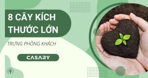 8 cay canh kich thuoc lon trung phong khach