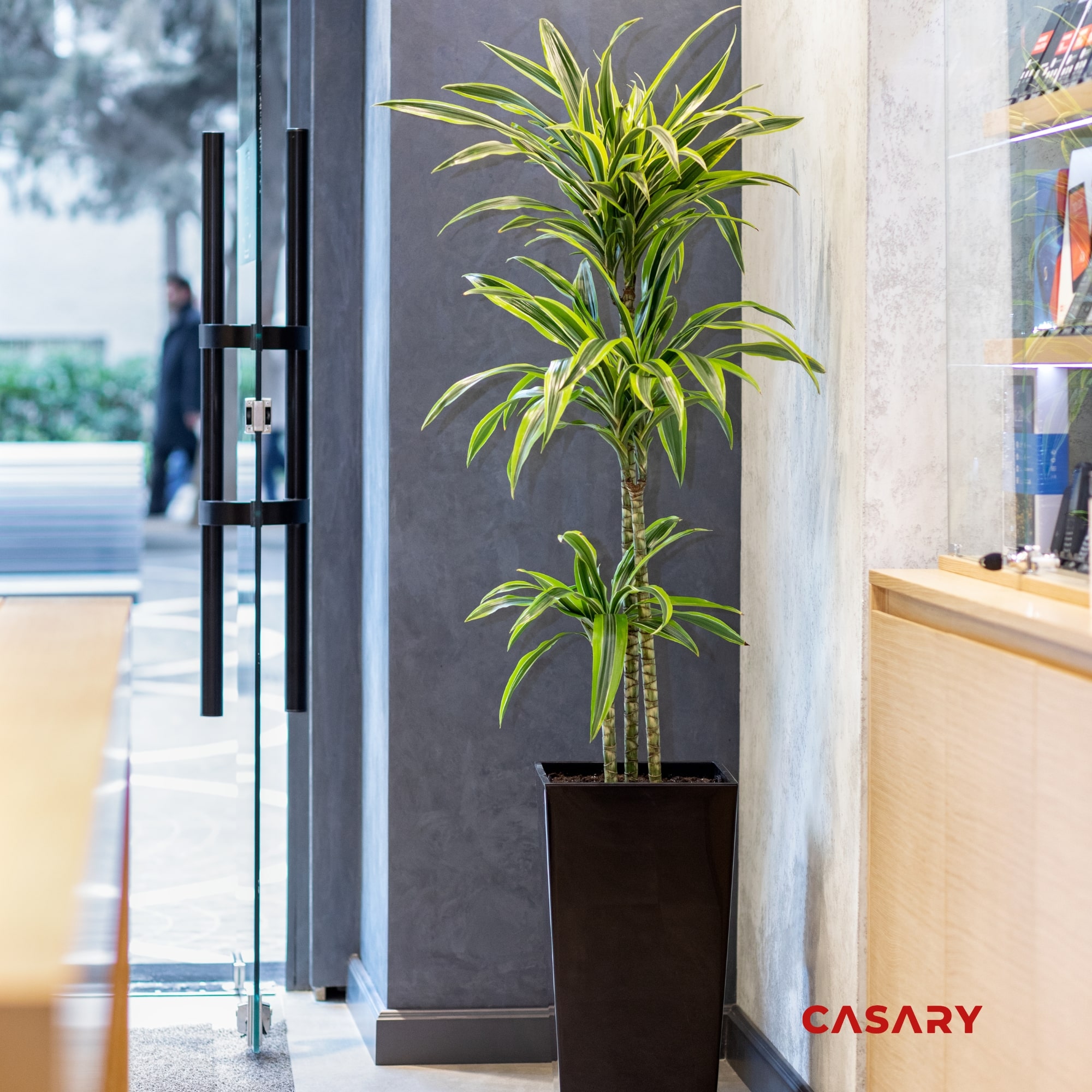 cay phat du thiet moc lan